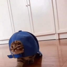 Cap Cat